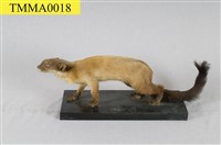 Formosan Yellow-throated Marten Collection Image, Figure 6, Total 12 Figures